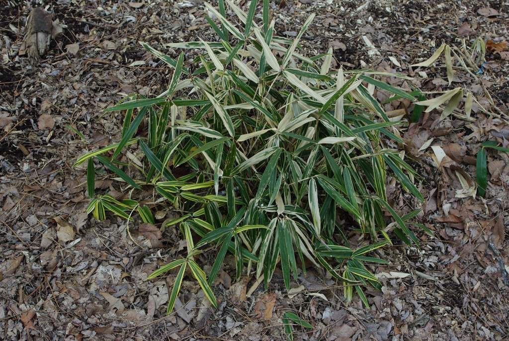 It's Not Work, It's Gardening! More bamboo damage